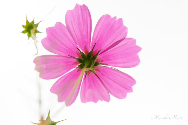 Cosmos with soft translucent pink petals