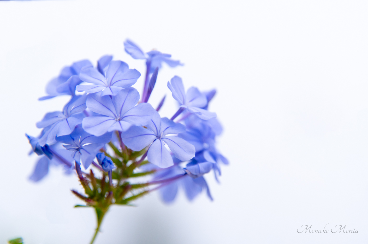 Blooming of Plumbago