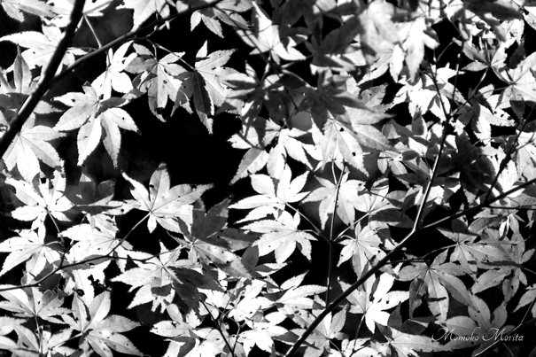 Translucent Leaves  Biarritz